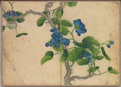 Skrivebordsalbum: Blomster- og fuglemalerier (klatrende blå blomster) af Zhang Ruoai