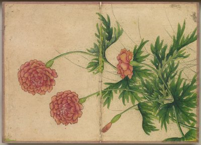 Skrivebordsalbum: Blomster- og fuglemalerier (Pæon) af Zhang Ruoai