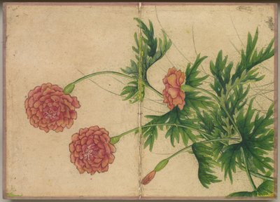 Desk Album: Flower and Bird Paintings Peony, 18th Century. af Zhang Ruoai