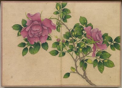 Desk Album: Flower and Bird Paintings Rose, 1700-tallet. af Zhang Ruoai