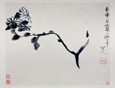 Krysantemum, 1692 af Zhu Da