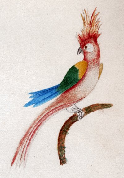 Crested parakit af . .