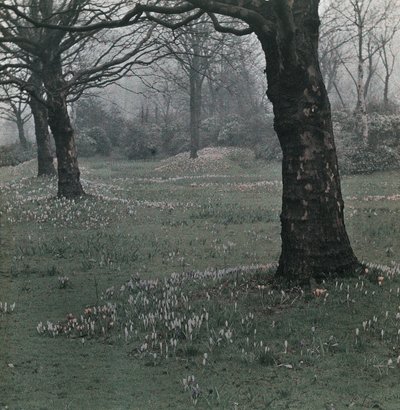 "krokus" af Frederick (attr. to) Barnard