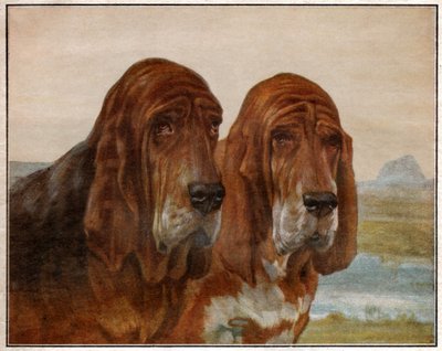 Hunde af Saint Hubert eller Bloodhound. 1925 (illustration) af . .
