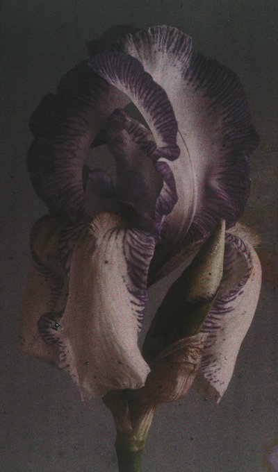 "Iris germanique" (Iris germanica) af Frederick (attr. to) Barnard