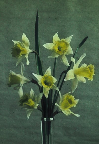 "påskeliljer" (påskelilje - Golden Spur) af Frederick (attr. to) Barnard