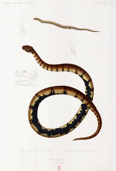 Lizard and Hooded Snake, Algeriet af John Pardon