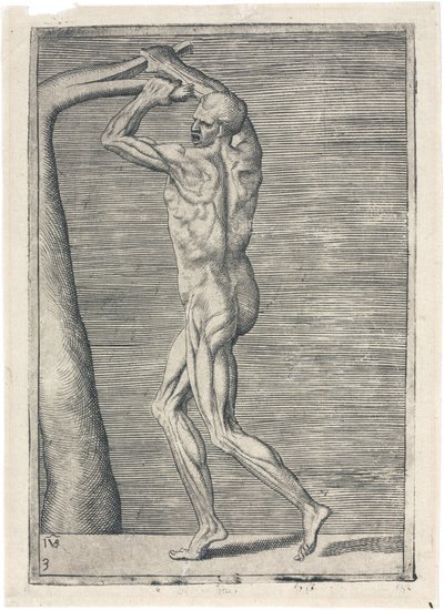 Muskler Anatomisk undersøgelse af mandlig muskulatur; mand brækker en gren, ca 1555 af Frederick (attr. to) Barnard