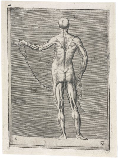 Muskler Anatomisk undersøgelse af mandlig muskulatur; mand, der holder et reb, ca 1555 af Frederick (attr. to) Barnard