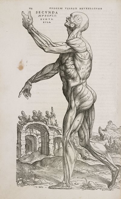 Muskler Set fra siden af de overfladiske muskler i den mandlige menneskekrop af Frederick (attr. to) Barnard