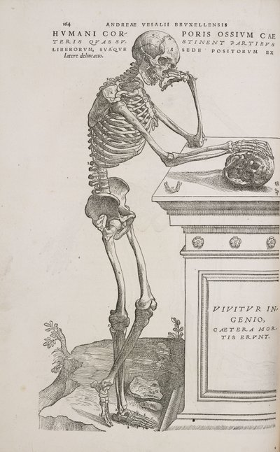 Skeletter Et menneskeligt leddelt skelet set fra siden af Frederick (attr. to) Barnard