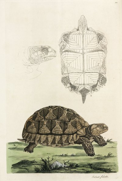 Ansporet skildpadde af John Pardon