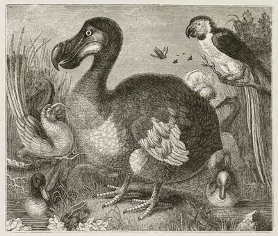 Dodo