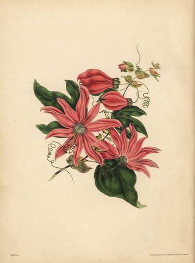 Racemosen Passionflower, Passiflora racemosa, Religiøs overtro af John Pardon
