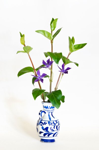 Tre stilke af storsnegl (Vinca major) blomstrer i vase (foto) af . .