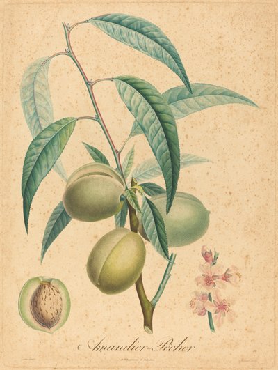 Mandel - Fersken af after A. Poiteau