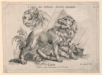 Studier af løver, plade 4 fra "Cahier des Desseins Diverse Animalaux" af after Jean Baptiste Huet