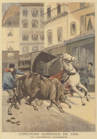 Landbrugsskue af 1895. En undsluppen tyr af after Oswaldo Tofani