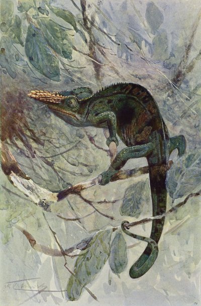 afrikansk kamæleon af after Wilhelm Kuhnert