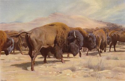 Amerikansk bison af after Wilhelm Kuhnert