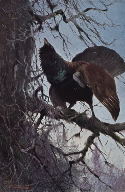 Tjur af after Wilhelm Kuhnert