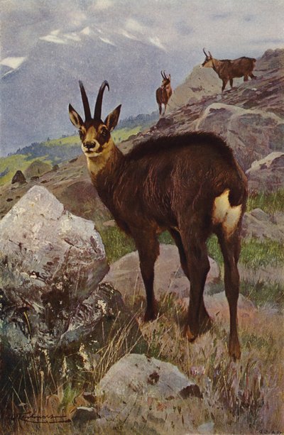 Gemse af after Wilhelm Kuhnert