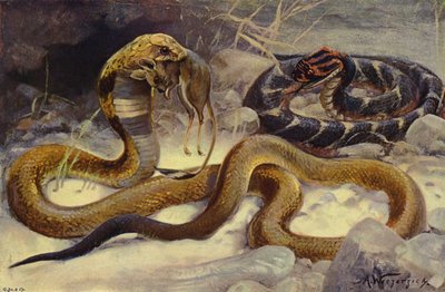 Cobra og Puff Adder af after Wilhelm Kuhnert