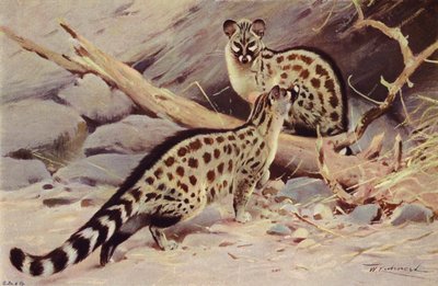 Dongola Genet af after Wilhelm Kuhnert