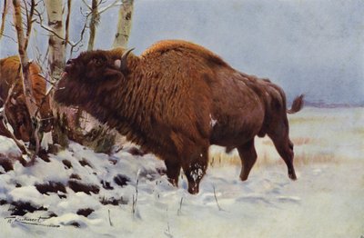 europæisk bison af after Wilhelm Kuhnert