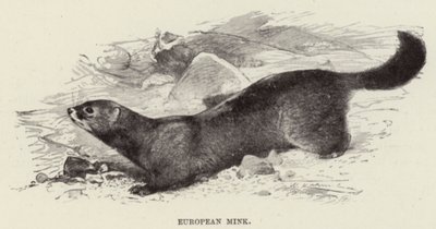 Europæisk mink af after Wilhelm Kuhnert