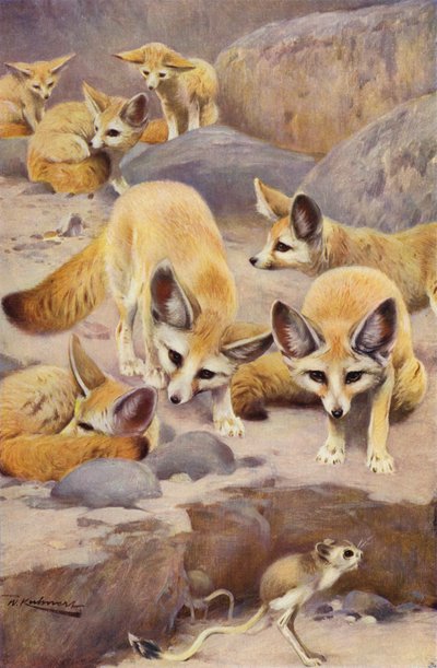 Fennec og Jerboa af after Wilhelm Kuhnert