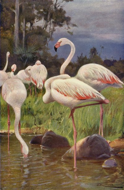 Flamingo af after Wilhelm Kuhnert