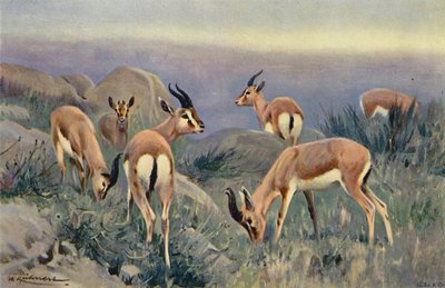 Gazelle af after Wilhelm Kuhnert