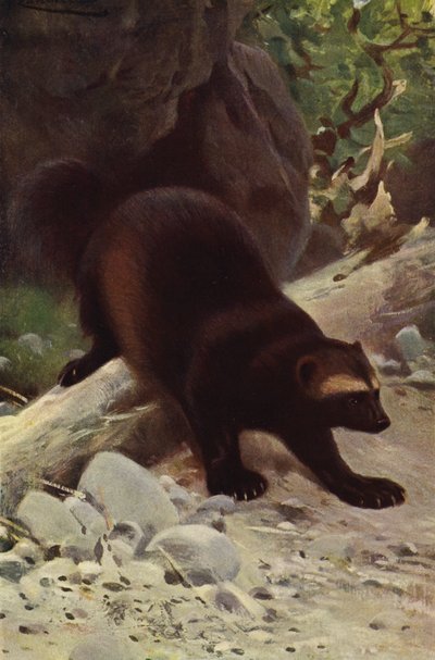 Glutton eller Wolverine af after Wilhelm Kuhnert