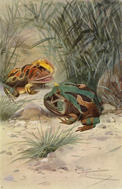 Hornet frø af after Wilhelm Kuhnert