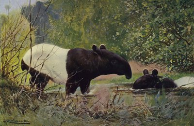 Indisk Tapir af after Wilhelm Kuhnert