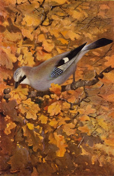 Jay af after Wilhelm Kuhnert