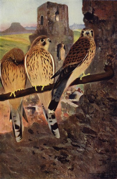 Kestrel af after Wilhelm Kuhnert