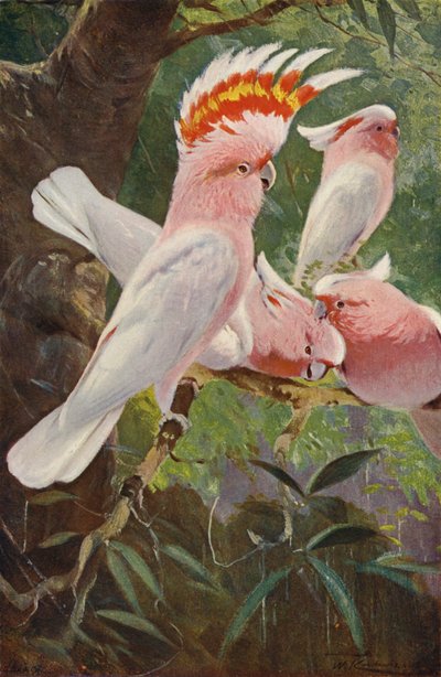 Leadbeaters kakadue af after Wilhelm Kuhnert