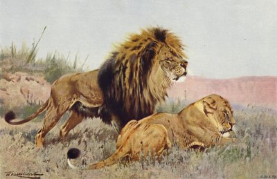 Løve og løvinde af after Wilhelm Kuhnert