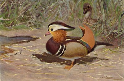 Mandarin and af after Wilhelm Kuhnert