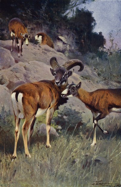 Mouflon af after Wilhelm Kuhnert