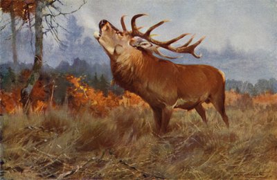 rød Hjort af after Wilhelm Kuhnert