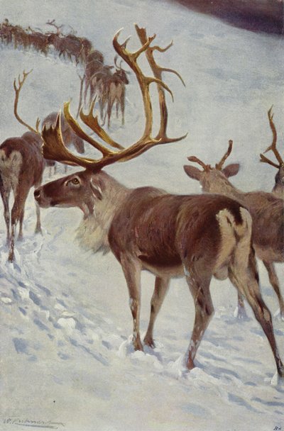 Skandinavisk rensdyr af after Wilhelm Kuhnert