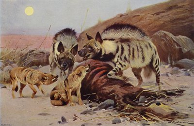 Stribet hyæne og sjakal af after Wilhelm Kuhnert