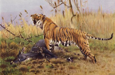 Tiger af after Wilhelm Kuhnert