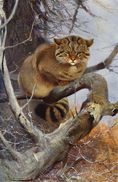 Vild kat af after Wilhelm Kuhnert