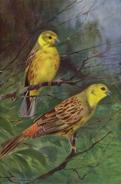 Gul Bunting af after Wilhelm Kuhnert