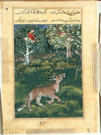 Æslet, i en tigers hud, afslører sin identitet ved at skråle højt fra en Tuti-nama (Tales of a Parrot): Thirty-first Night af attributed to Basavana