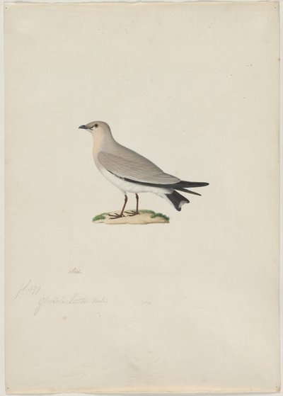 Lille Pratincole (Glareola lactea) af attributed to Paul Hüet
